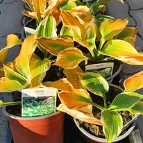 Aspectul plantelor Hosta Patriot toamna, în centrul nostru de grădinărit.