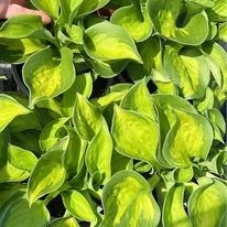 Hosta Sunset Grooves crin de toamnă
