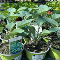 Hosta tardiana Halcyon crin de toamnă