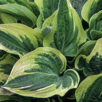 Frunzele crinului de tomană Hosta Wide Brim, sunt decorate de margini de culoare crem-gălbui. 