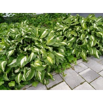 Hosta plantat într-un strat de flori.