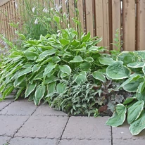Hosta So Sweet - Crin de toamnă