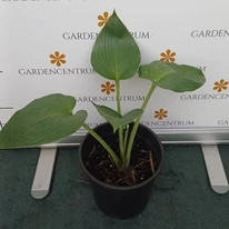 Hosta Devon Green P14 - Crin de toamnă