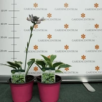 Hosta First Frost în pepiniera noastră la sfârșitul lunii iunie. 