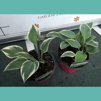 Hosta First Frost în pepiniera noastră la mijlocul lunii iunie. 