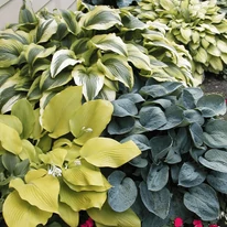 Plantarea crinilor pereni de toamnă împreună adaugă o culoare uimitoare grădinilor umbrite.