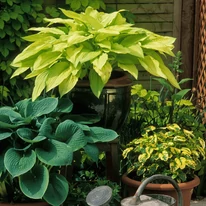 Crinul de toamnă poate fi plantat și într-un ghiveci. 