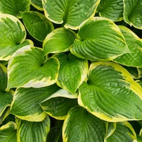 Hosta Golden Tiara - Crin de toamnă