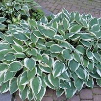 Frunzișul verde cu margini albe a plantei Hosta