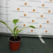 Hosta So Sweet - Crin de toamnă