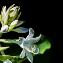 Hosta So Sweet - Crin de toamnă