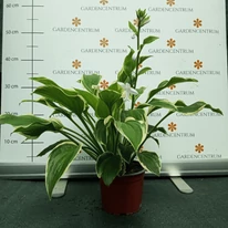 Hosta So Sweet - Crin de toamnă