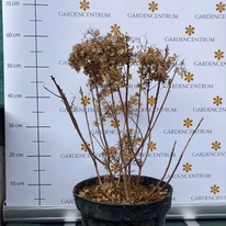 Hortensia Bobo, în mijlocul lunii martie. 