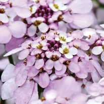 Iberis sempervirens Pink Ice - Lilicel roz