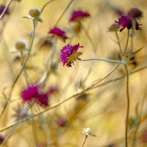 Florile plantei Knautia macedonica. 