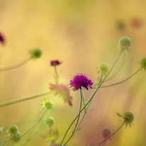 Knautia macedonica  înflorește pe tot parcursul verii. 