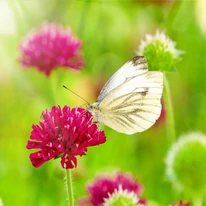 Knautia macedonica nu ar trebui să lipsească dintr-o grădină cu atmosferă naturală. 