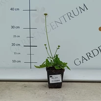 Knautia macedonica într-un ghiveci de 9 cm, în pepiniera noastră în luna august. 