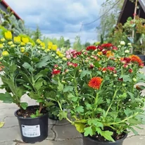 Crizanteme la începutul lunii septembrie, în oferta noastră. 