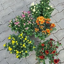 Crizanteme în timpul înfloririi, în pepiniera noastră. 