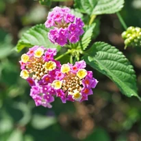 Florile plantei perene Lantana camara înfloresc la vârfurile lăstarilor. 