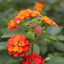 Lantana camara cu înflorire abundentă. 