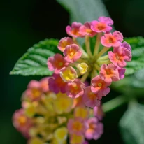 Lantana camara decorează toată vara cu florile sale colorate. 