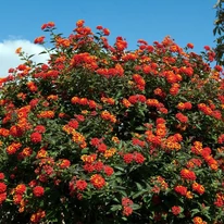 Lantana camara la maturitate. 