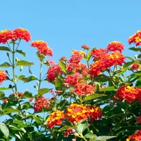 Lantana camara cu înflorire abundentă. 