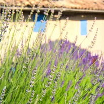 Lavanda Provance înflorește pe timpul verii. 