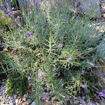 Lavandula angustifolia Hidcote într-o stâncărie.