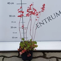 Heuchera sanguinea Leuchtkafer în luna mai în pepiniera noastră. 