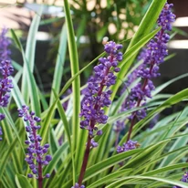 Liriope muscari decorează minunat părțile umbrite ale grădinii. 