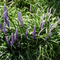 Liriope muscari devine o plantă din ce în mai mare din an în an. 