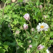 Anemona de toamnă cu flori albe ls începutul înfloririi în pepiniera noastră. 