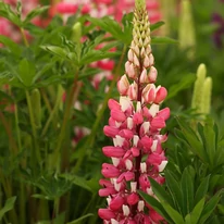 Lupinus Gallery Pink decorează dealungul lunilor de vară. 