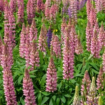 Lupin roz cu înflorire abundentă. 