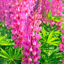 Lupin în timpul înfloririi. 