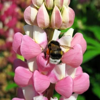 Insectele polenizatoare iubesc floarea lupinului. 