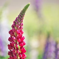 Inflorescența lupinului la începutul înfloririi. 
