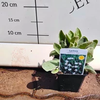 Lychnis coronaria Alba - Coronița cu flori albe