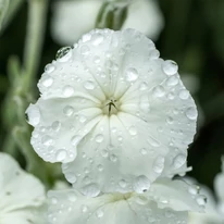 Lychnis coronaria Alba - Coronița cu flori albe