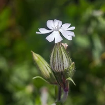 Lychnis coronaria Alba - Coronița cu flori albe