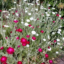 Lychnis coronaria Alba - Coronița cu flori albe
