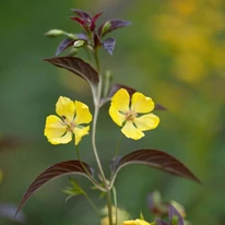 Lysimachia ciliata Firecracker decorează cu frunziș vișiniu și flori galbene, creând un contrast minunat. 