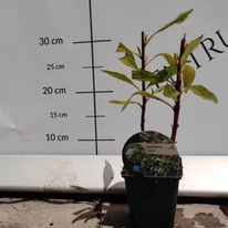Aspectul plantei Lysimachia clethroides în luna iulie în centrul nostru de grădinărit.