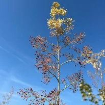 Macleaya cordata produce flori pe tulpini lungi.