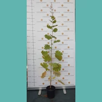 Macleaya cprdata la începutul lunii septembrie în pepiniera noastră. 