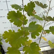 Aspectul frunzelor de Macleaya de aproape.