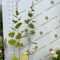 Plante perene de Macleaya în oferta noastră din iulie.